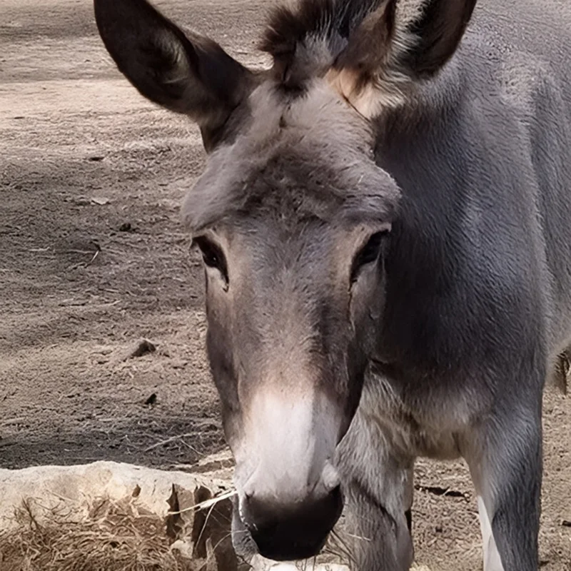 Asinerie Du Polje Savon Lait Danesse A Gemenos Ciel