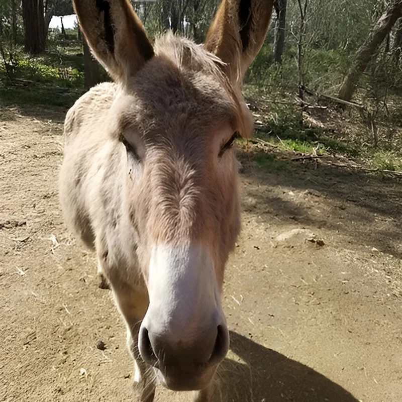 Asinerie Du Polje Savon Lait Danesse A Gemenos Clara