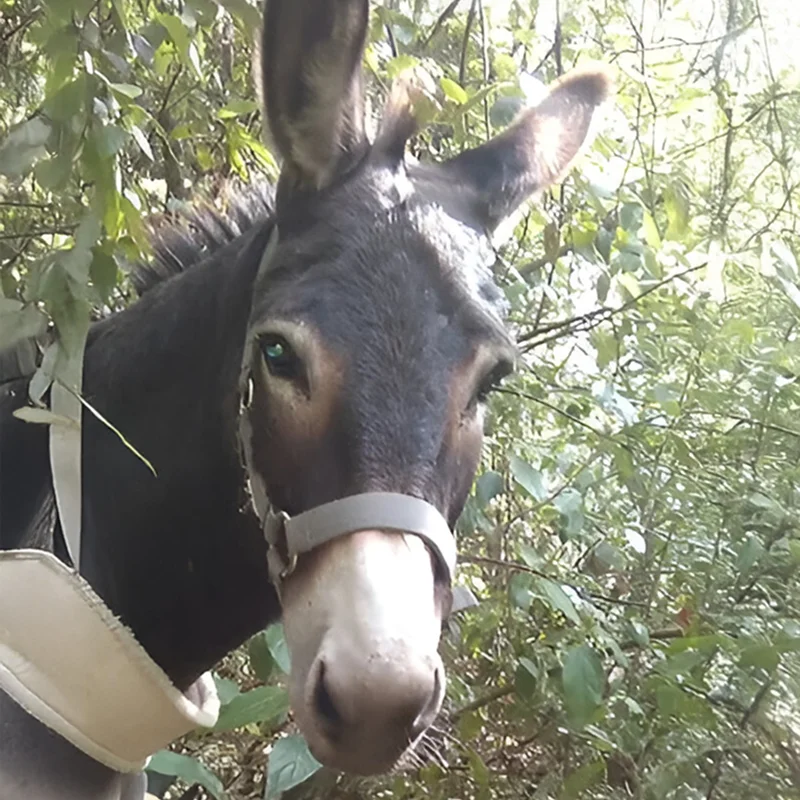 Asinerie Du Polje Savon Lait Danesse A Gemenos Diddle