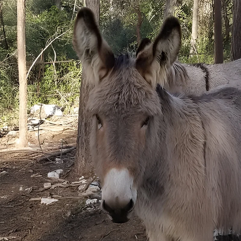 Asinerie Du Polje Savon Lait Danesse A Gemenos Indienne