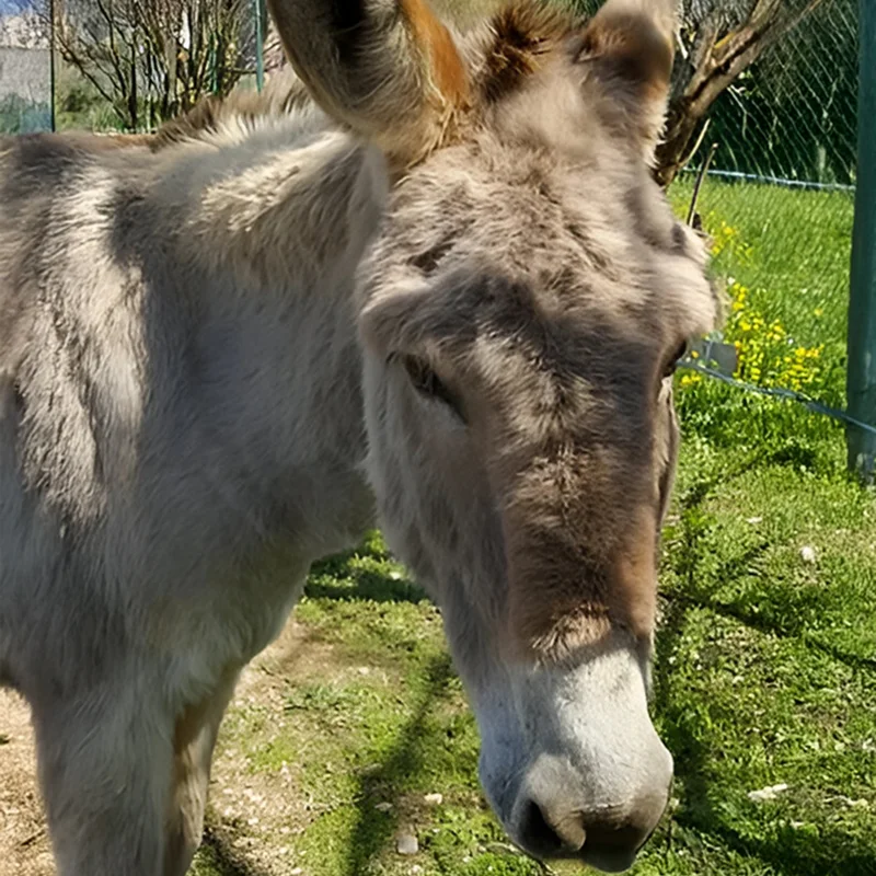 Asinerie Du Polje Savon Lait Danesse A Gemenos Java