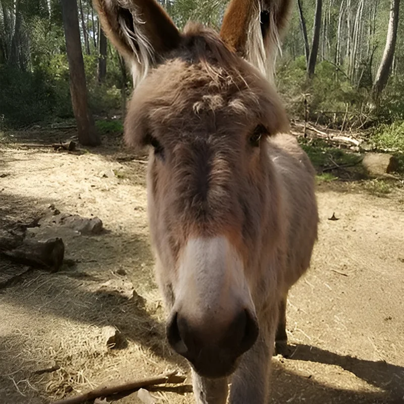Asinerie Du Polje Savon Lait Danesse A Gemenos Jolie