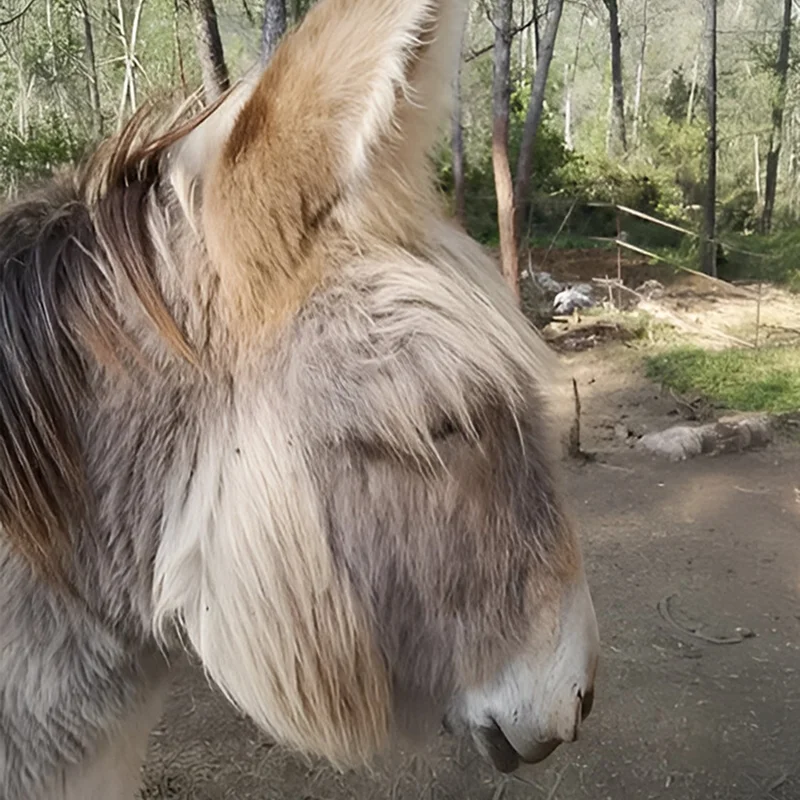 Asinerie Du Polje Savon Lait Danesse A Gemenos Kouky