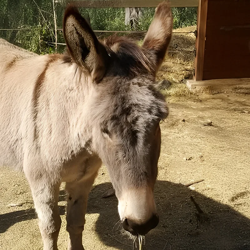 Asinerie Du Polje Savon Lait Danesse A Gemenos Margot