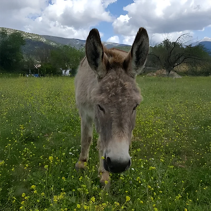 Asinerie Du Polje Savon Lait Danesse A Gemenos Pablo